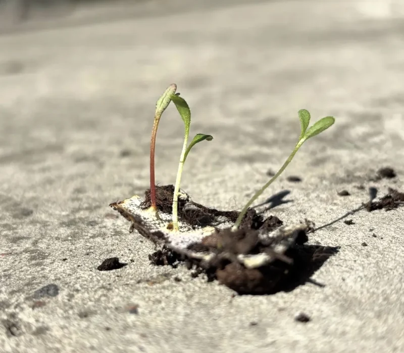 seedlings2